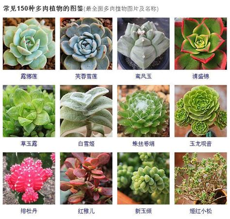 品種大全多肉植物名稱|42 種高人氣多肉植物介紹與照顧方式 